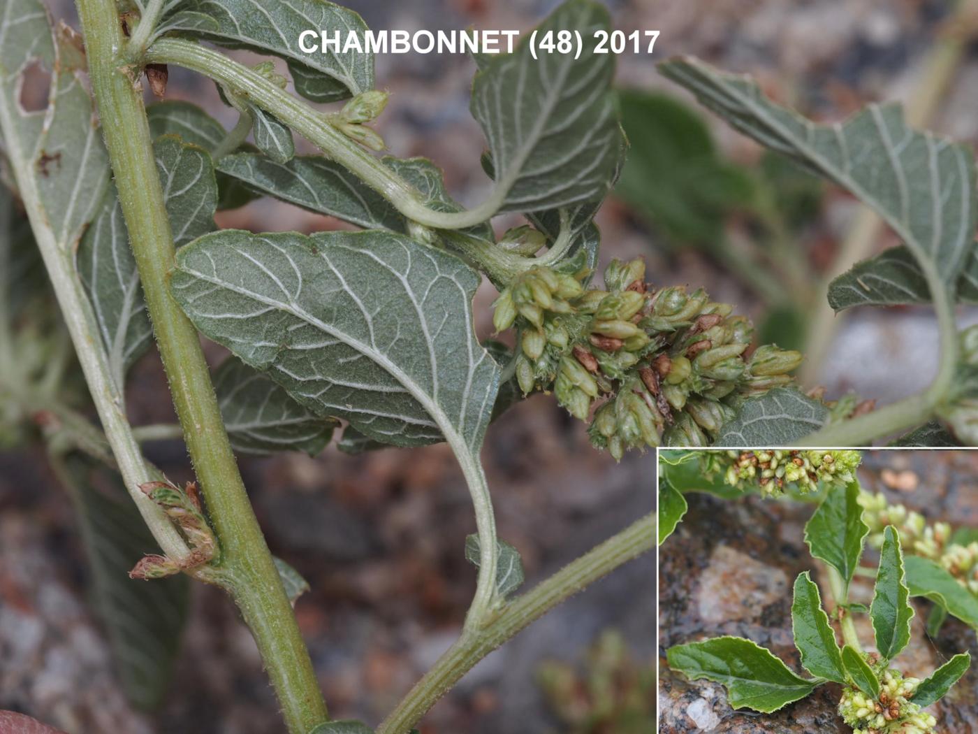 Pigweed, Perennial leaf